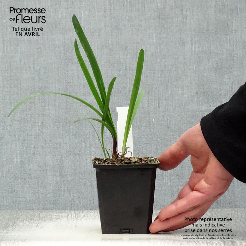 Spécimen de Agapanthe Glacier Stream Godet de 8/9 cm tel que livré au printemps