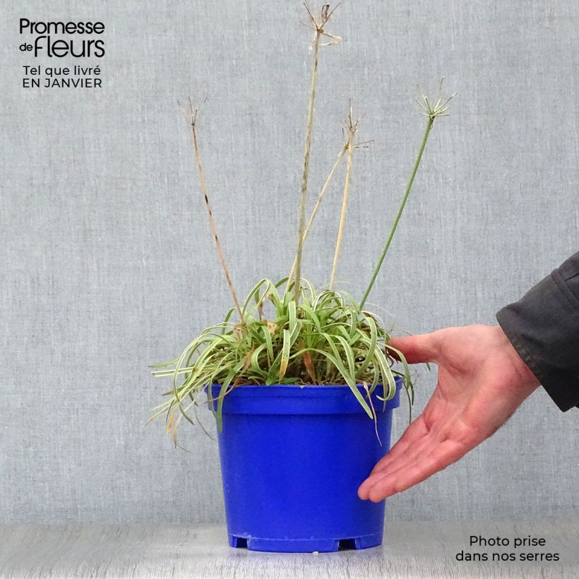 Spécimen de Agapanthe Golden Drop Pot de 2L/3L tel que livré en hiver