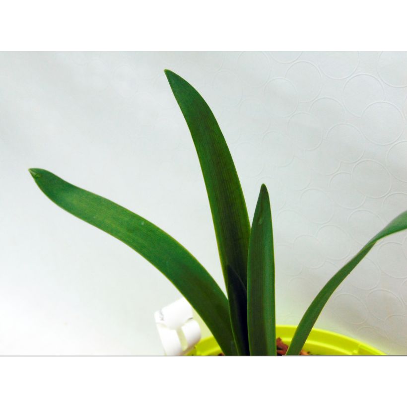Agapanthe Graphite White (Feuillage)
