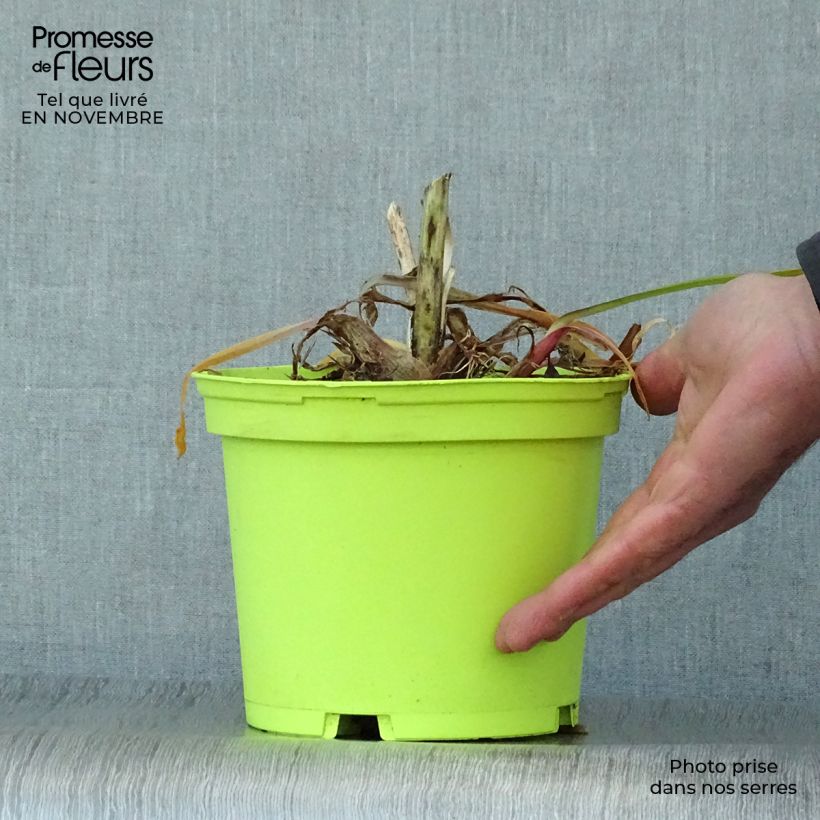 Spécimen de Agapanthe Graphite White Pot de 2L/3L tel que livré en automne