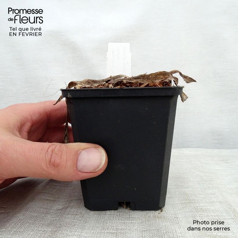 Spécimen de Agapanthe Headbourne Blue Godet de 8/9 cm tel que livré en hiver