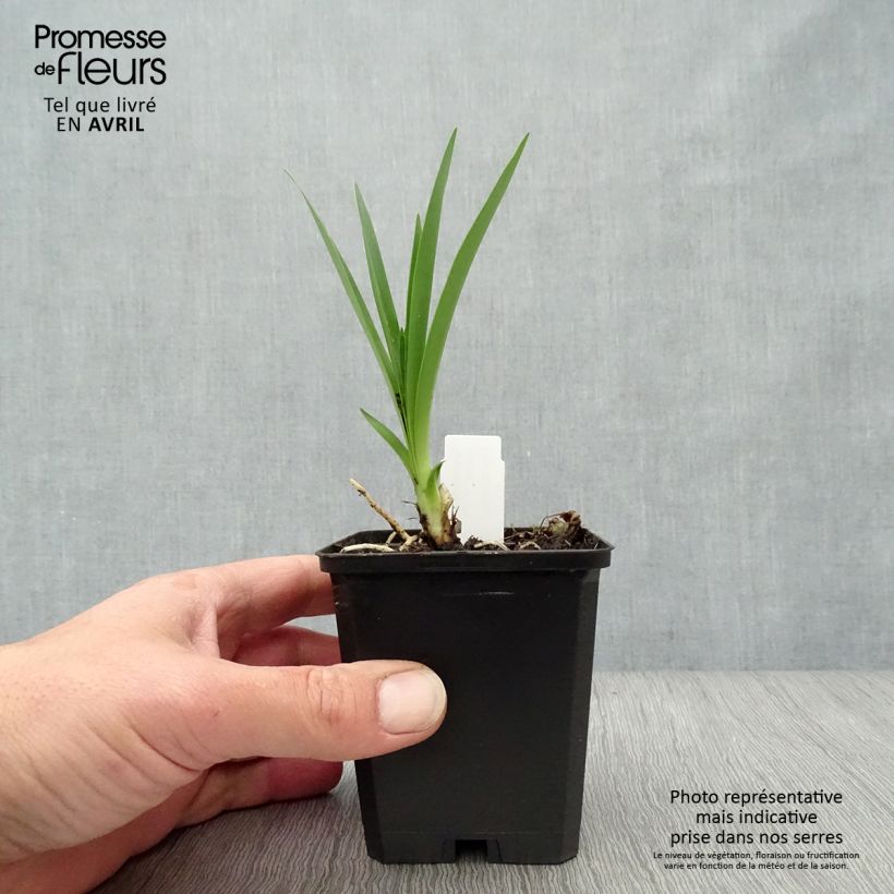 Spécimen de Agapanthe Headbourne Blue Godet de 8/9 cm tel que livré au printemps