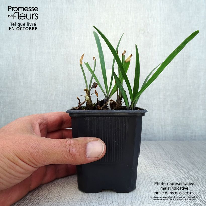 Spécimen de Agapanthe Intermedius Godet de 8/9 cm tel que livré en automne