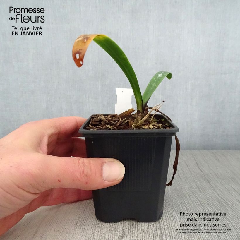 Spécimen de Agapanthe Intermedius Godet de 8/9 cm tel que livré en hiver