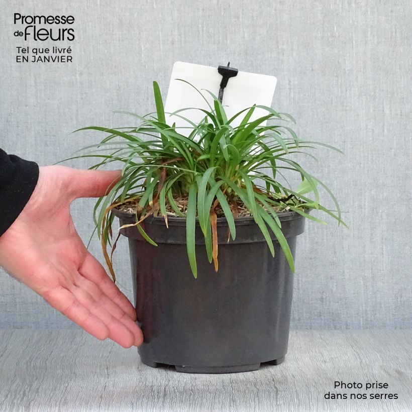 Spécimen de Agapanthe Lapis Lazuli Pot de 2L/3L tel que livré en hiver