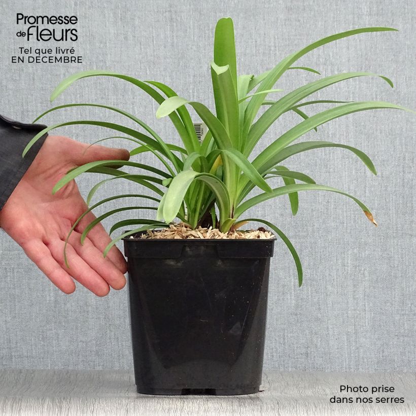 Spécimen de Agapanthe Megan's Mauve Pot de 2L/3L tel que livré en hiver