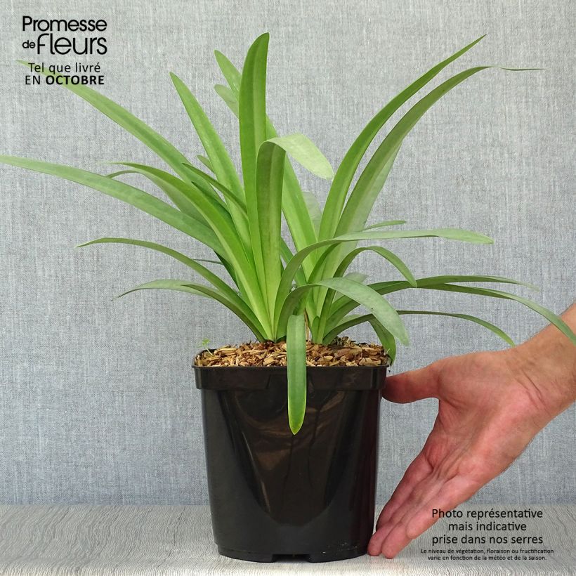Spécimen de Agapanthe Megan's Mauve Pot de 2L/3L tel que livré en automne