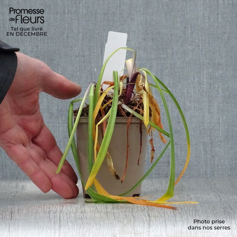 Spécimen de Agapanthe Navy Blue (syn. Midnight Star) Godet de 8/9 cm tel que livré en hiver