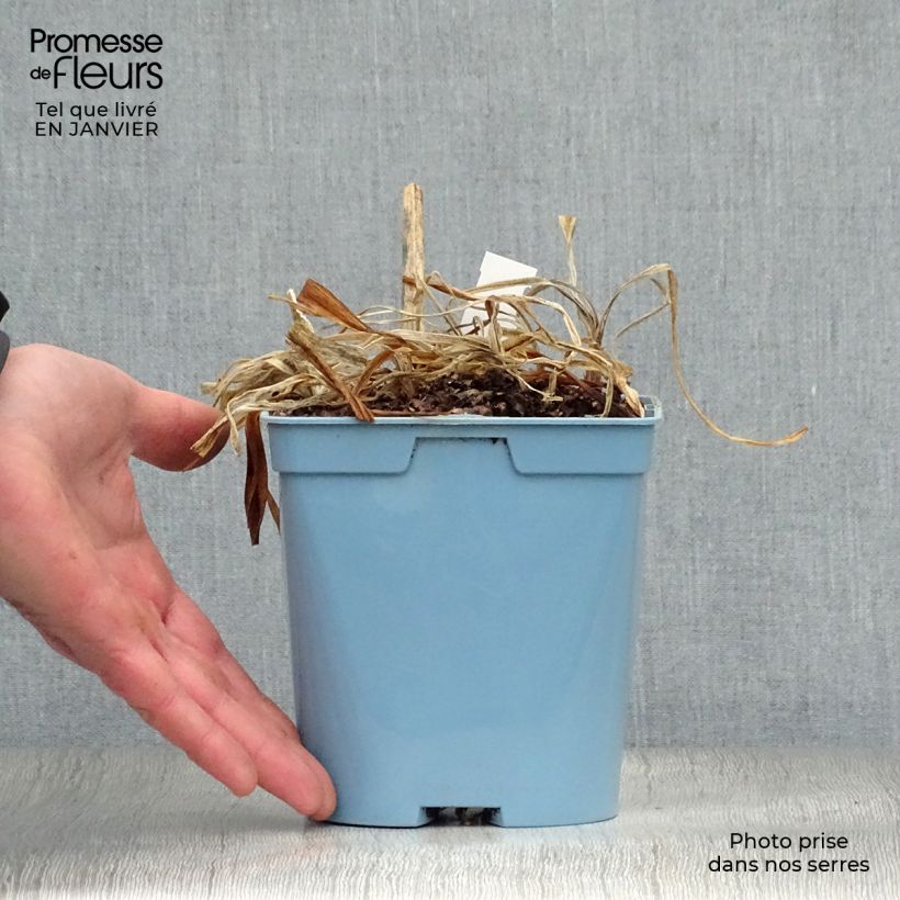 Spécimen de Agapanthe Navy Blue (syn. Midnight Star) Pot de 2L/3L tel que livré en hiver