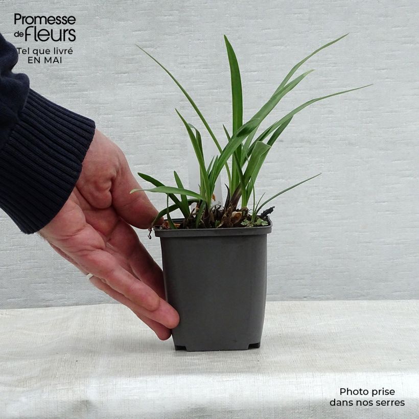 Spécimen de Agapanthe Navy Blue (syn. Midnight Star) Godet de 8/9 cm tel que livré au printemps