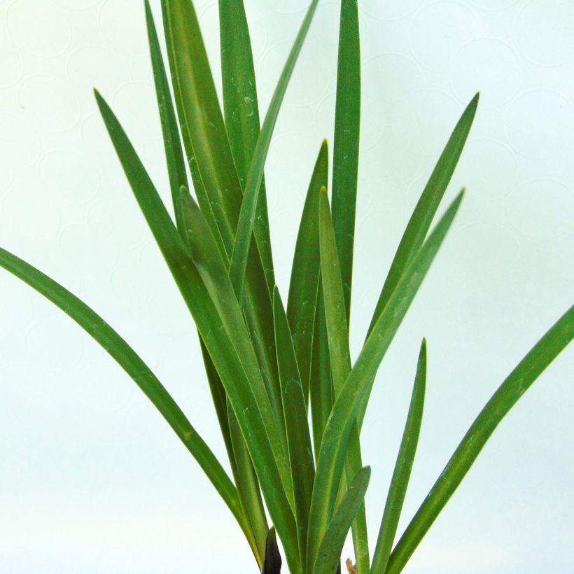 Agapanthe Northern Star (Feuillage)