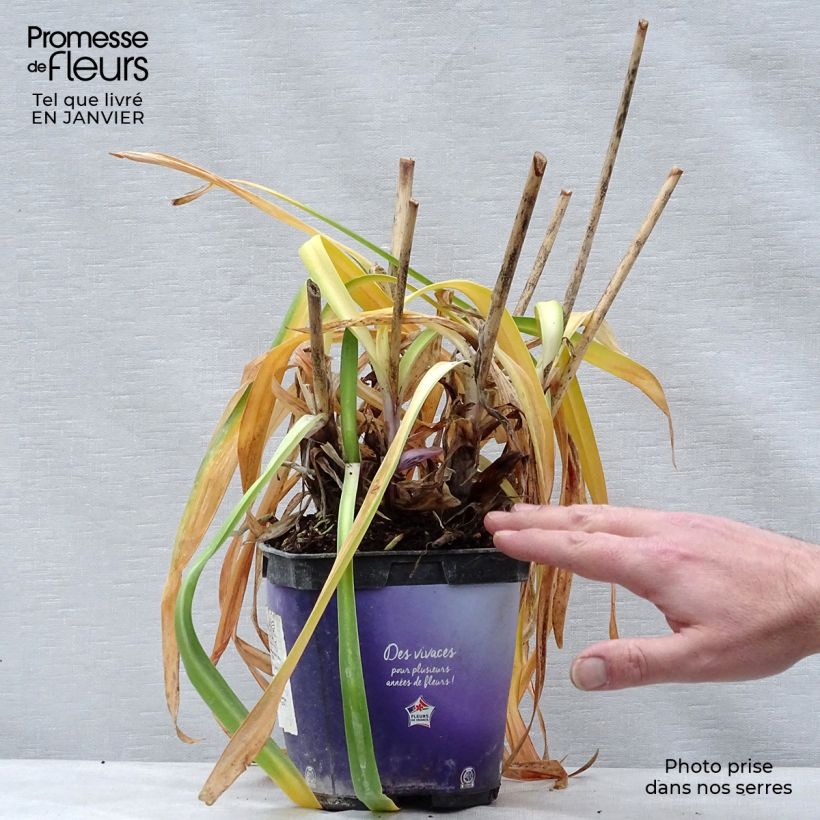 Spécimen de Agapanthe Northern Star Pot de 2L/3L tel que livré en hiver