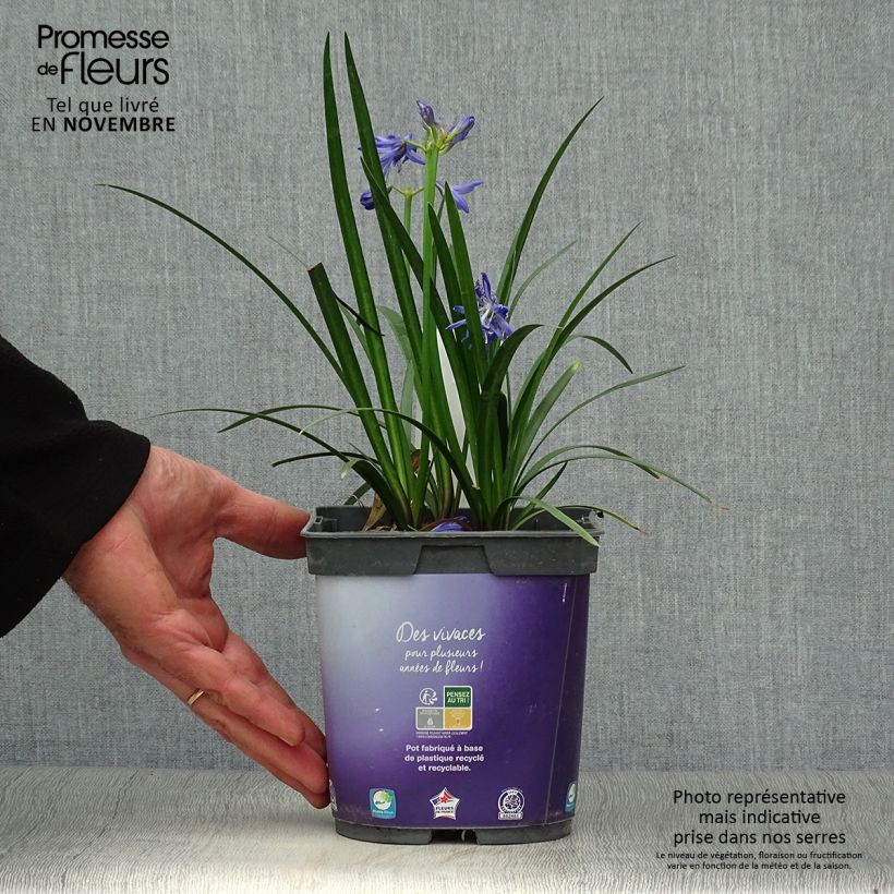 Spécimen de Agapanthe Northern Star Pot de 2L/3L tel que livré en automne