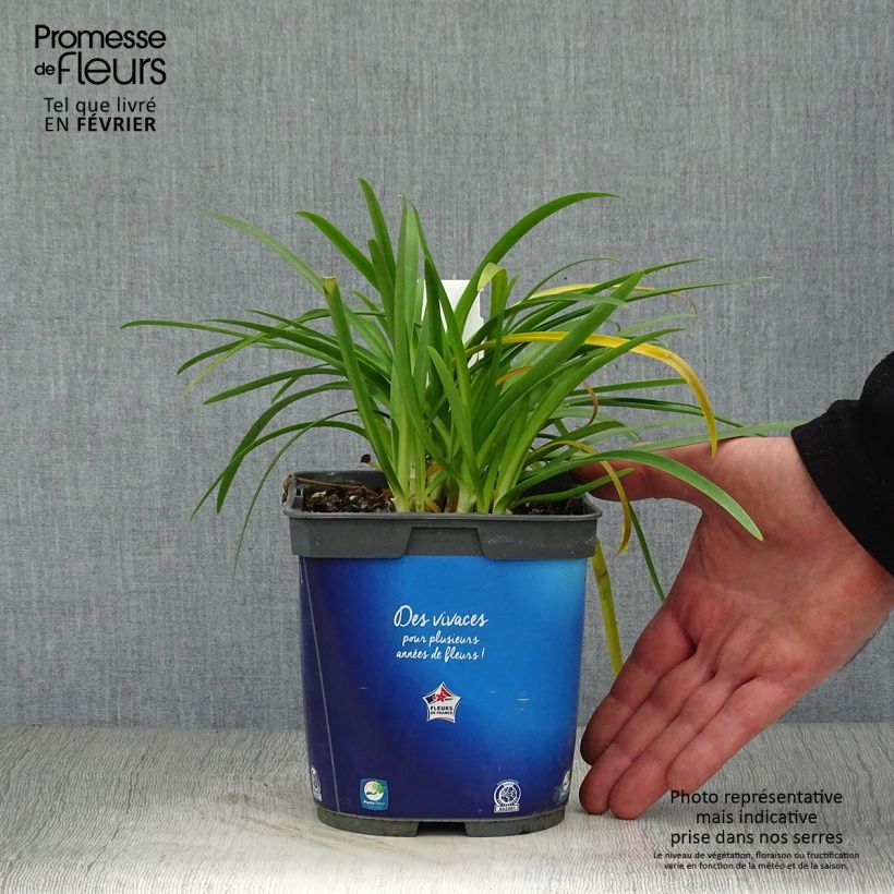 Spécimen de Agapanthe Pitchoune Blue Pot de 2L/3L tel que livré en hiver
