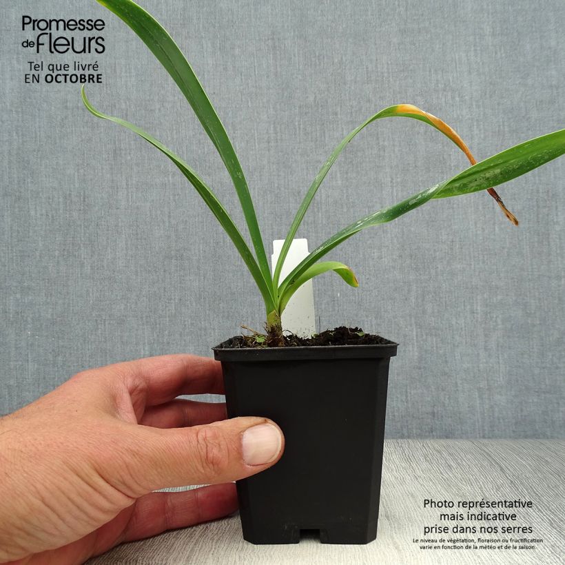 Spécimen de Agapanthe Polar Ice Godet de 8/9 cm tel que livré en automne
