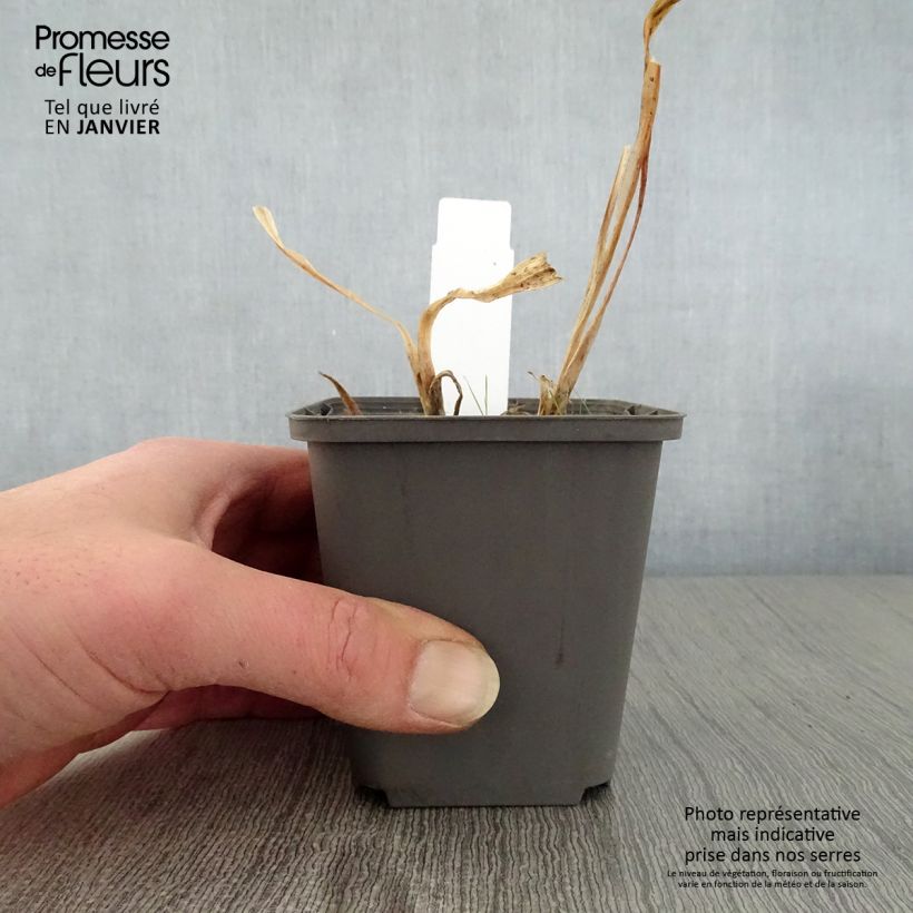 Spécimen de Agapanthe Polar Ice Godet de 8/9 cm tel que livré en hiver