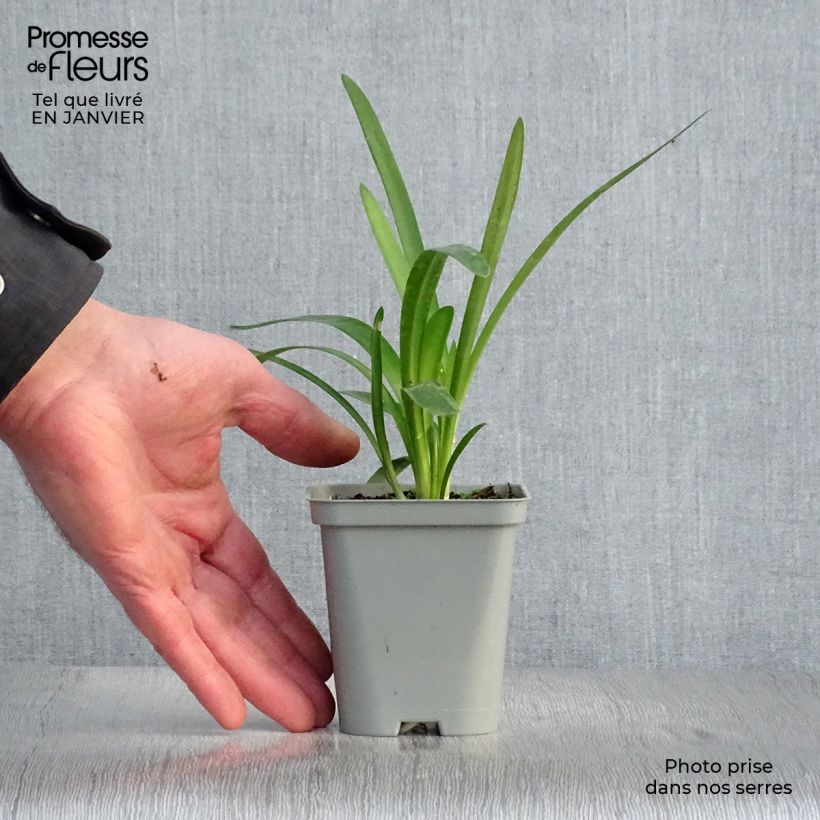 Spécimen de Agapanthe Pretty Sandy Godet de 8/9 cm tel que livré en hiver
