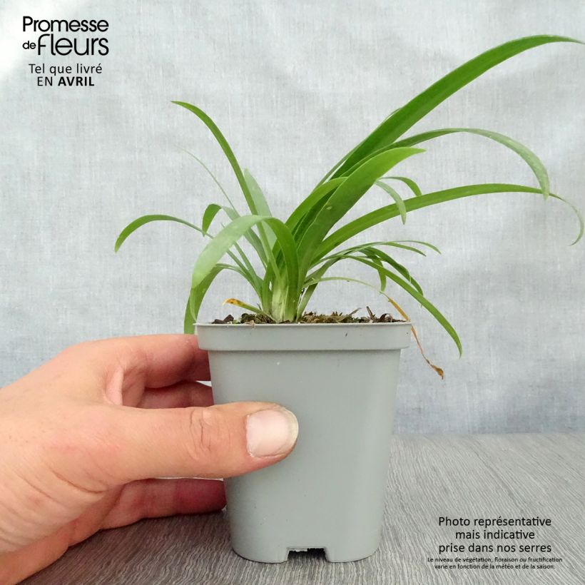 Spécimen de Agapanthe Pretty Sandy Godet de 8/9 cm tel que livré au printemps