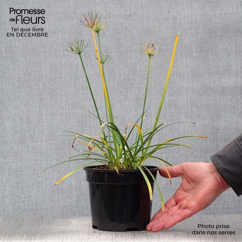 Spécimen de Agapanthe Pretty Sandy Pot de 2L/3L tel que livré en hiver