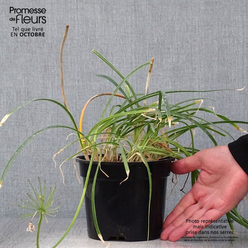 Spécimen de Agapanthe Pretty Sandy Pot de 2L/3L tel que livré en automne