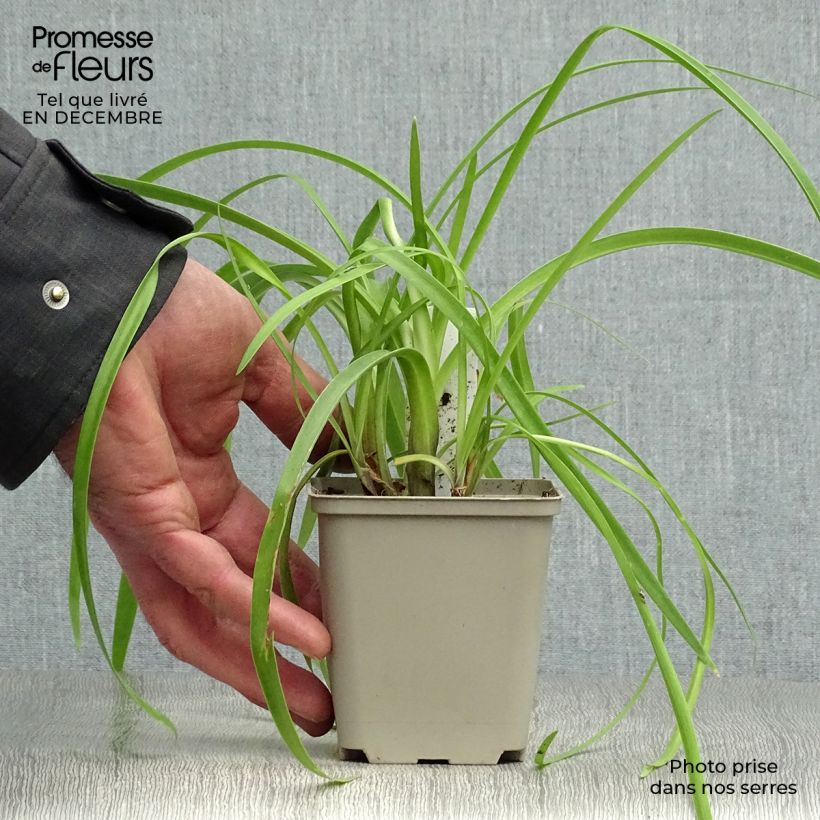 Spécimen de Agapanthe Purple Cloud Godet de 8/9 cm tel que livré en hiver