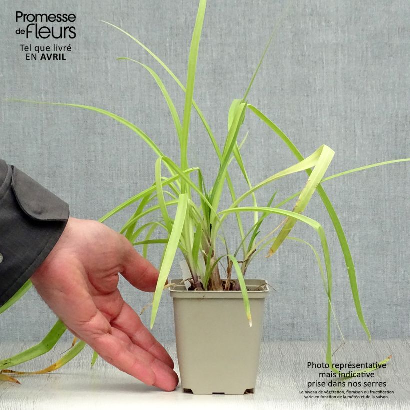 Spécimen de Agapanthe Purple Cloud Godet de 8/9 cm tel que livré au printemps