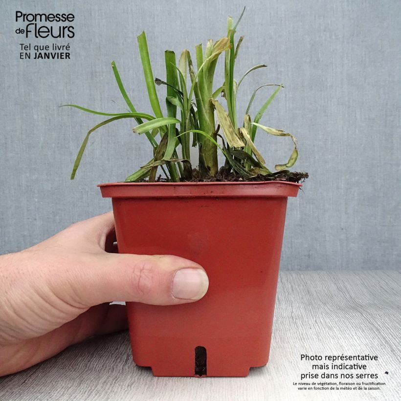 Spécimen de Agapanthe Purple Cloud Pot de 1L/1,5L tel que livré en hiver