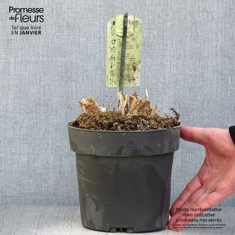 Spécimen de Agapanthe Purple Heart Pot de 2L/3L tel que livré en hiver