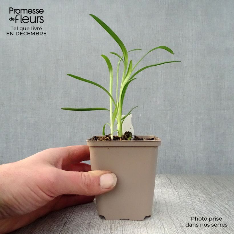 Spécimen de Agapanthe Queen Mum Godet de 8/9 cm tel que livré en hiver