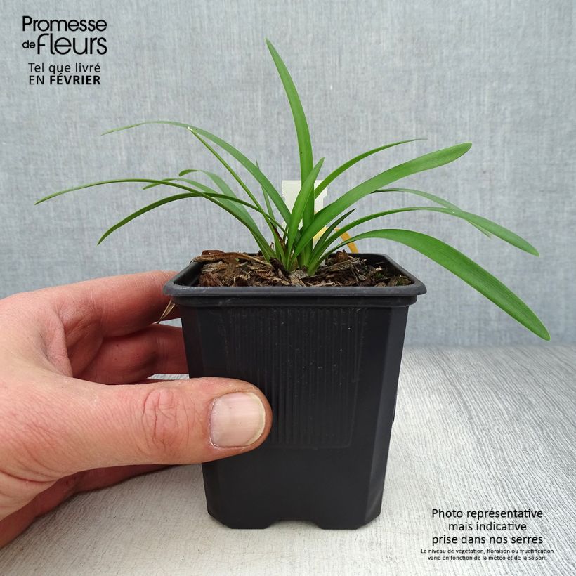 Spécimen de Agapanthe Rosewarne Godet de 8/9 cm tel que livré en hiver