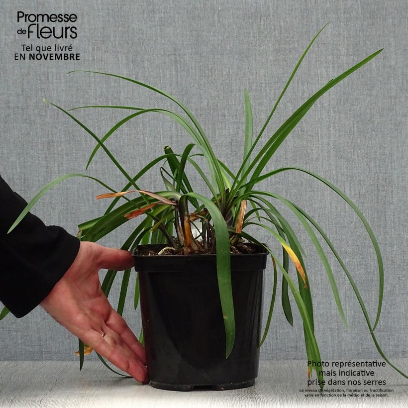 Spécimen de Agapanthe Royal Velvet Pot de 2L/3L tel que livré en automne
