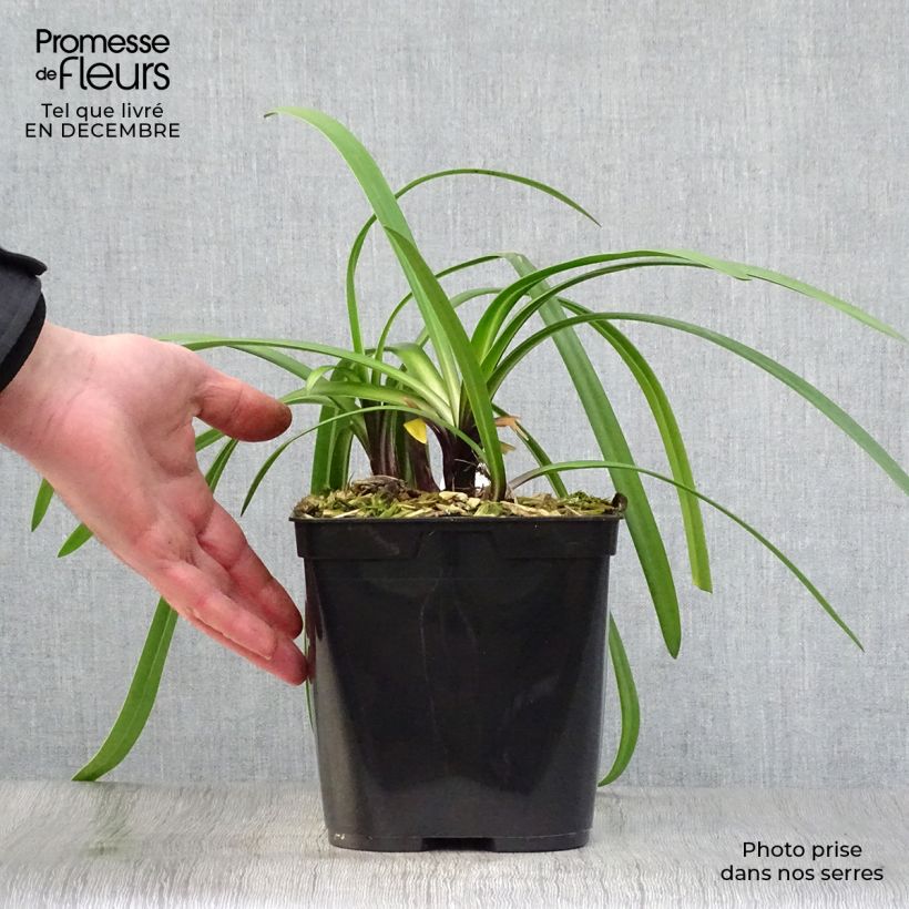 Spécimen de Agapanthe Royal Velvet Pot de 2L/3L tel que livré en hiver