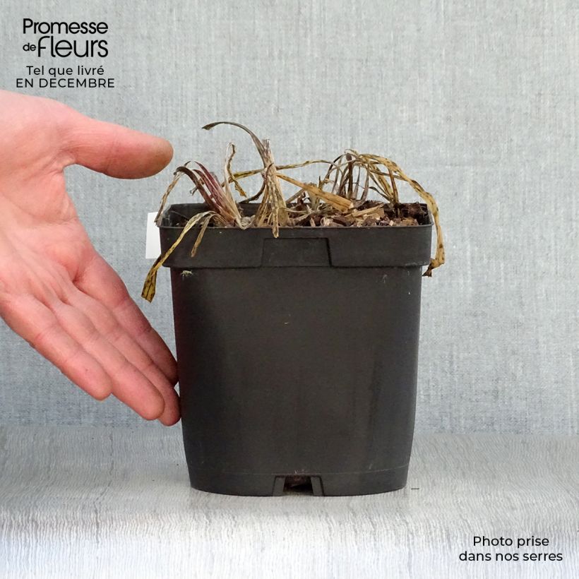 Spécimen de Agapanthe Silver Moon Pot de 1L/1,5L tel que livré en hiver