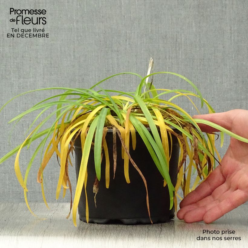 Spécimen de Agapanthe Sunfield Pot de 2L/3L tel que livré en hiver