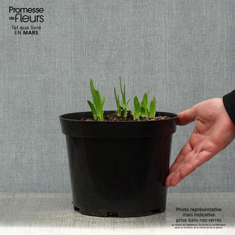 Spécimen de Agapanthe Sunfield Pot de 2L/3L tel que livré au printemps