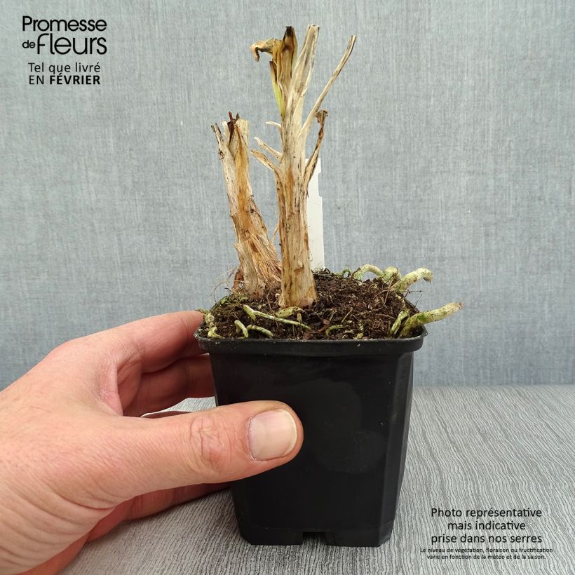 Spécimen de Agapanthe Twister Godet de 8/9 cm tel que livré en hiver