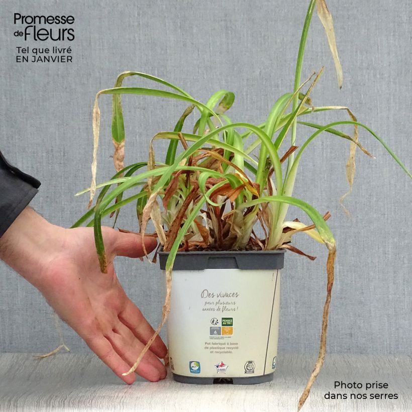 Spécimen de Agapanthe Twister Pot de 1,5L/2L tel que livré en hiver