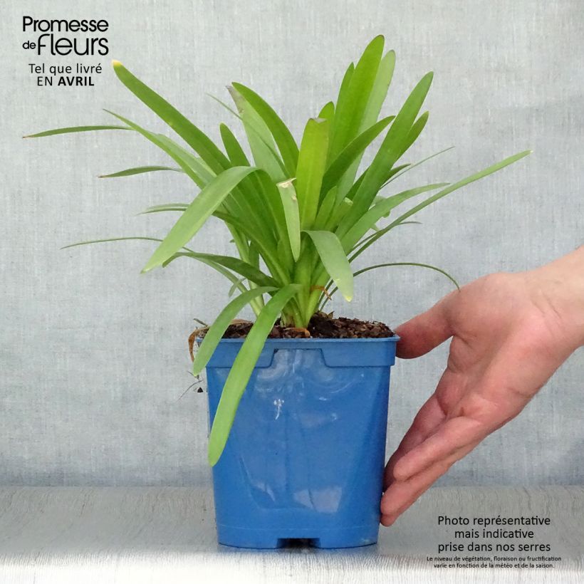 Agapanthus Twister Vaso da 1,5L/2L esemplare consegnato in primavera