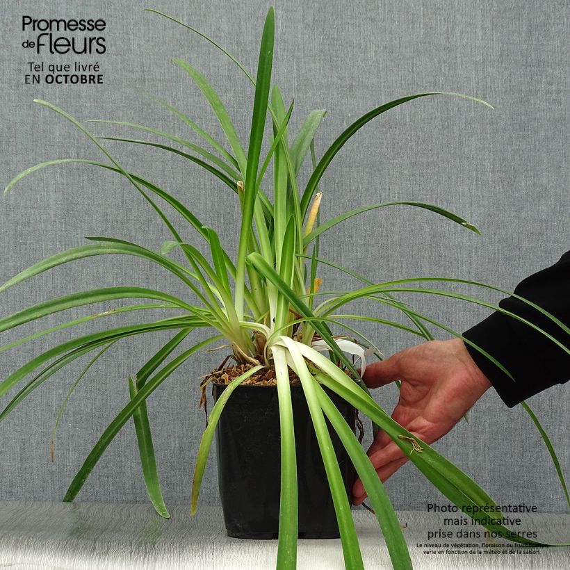 Spécimen de Agapanthe Twister Pot de 3L/4L tel que livré en automne
