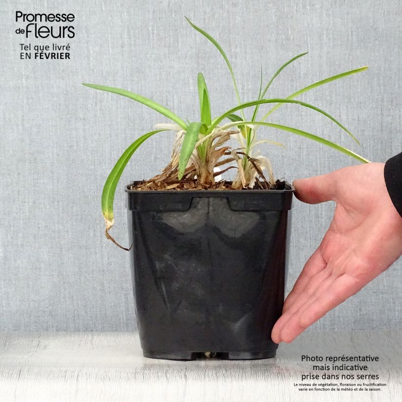 Spécimen de Agapanthe Twister Pot de 3L/4L tel que livré en hiver