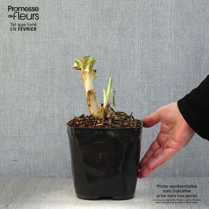 Spécimen de Agapanthe Vallée de l'Authion Pot de 2L/3L tel que livré en hiver