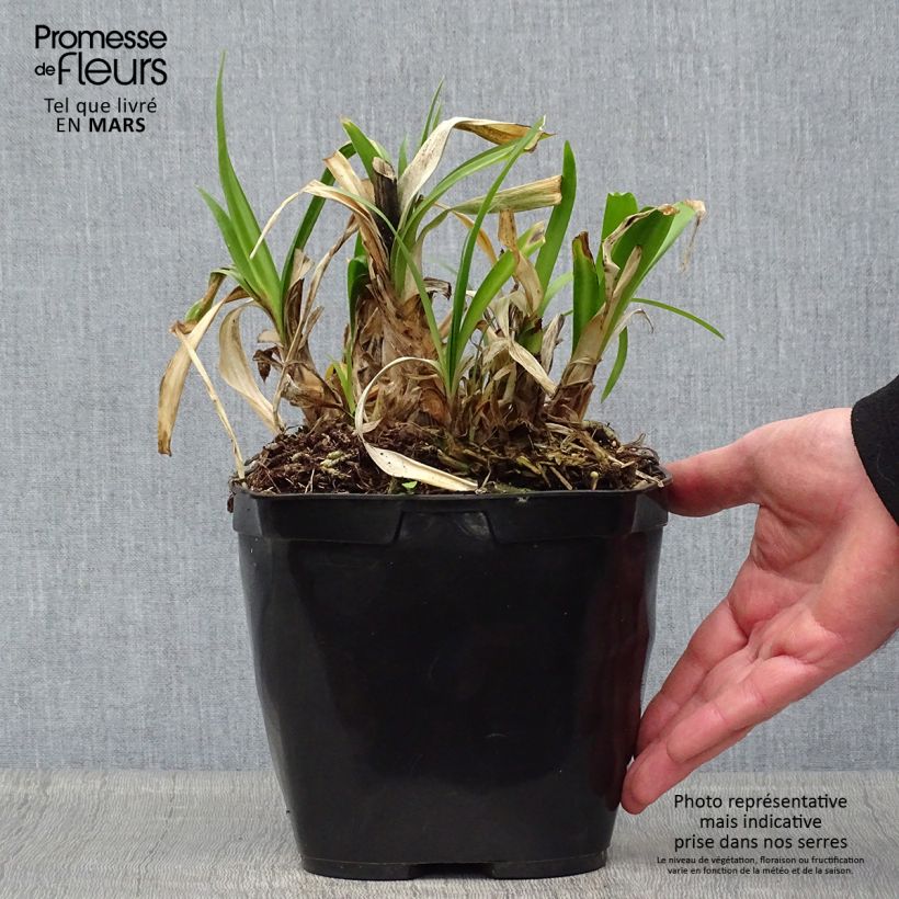 Spécimen de Agapanthe Vallée de l'Authion Pot de 2L/3L tel que livré au printemps