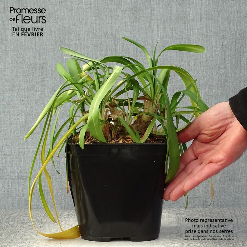 Spécimen de Agapanthe Vallée de la Sarthe Pot de 2L/3L tel que livré en hiver