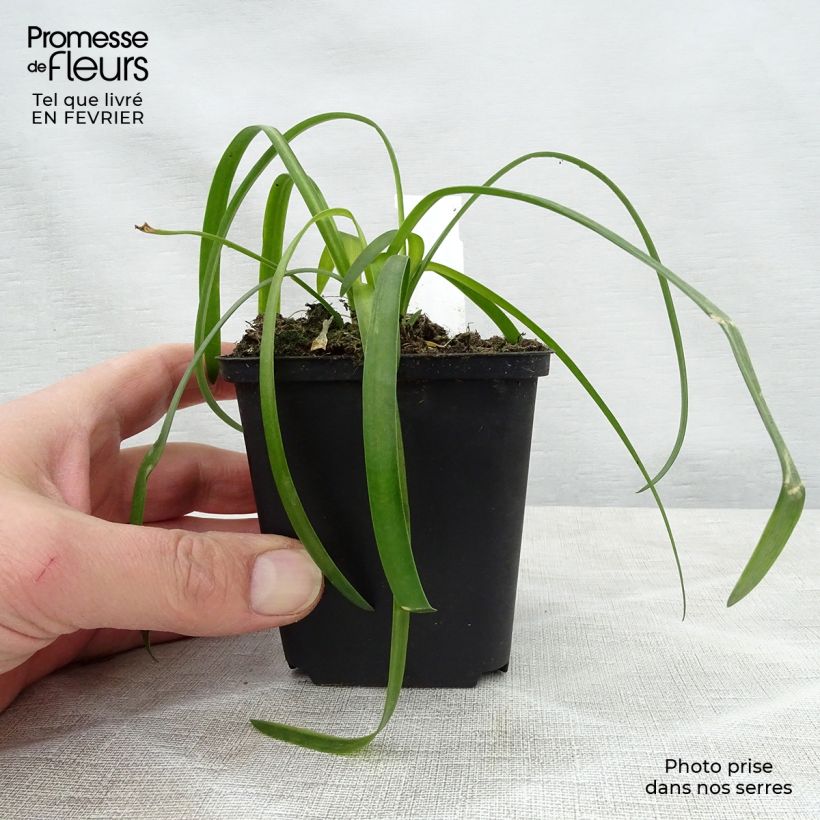 Spécimen de Agapanthe White Heaven Godet de 8/9 cm tel que livré en hiver