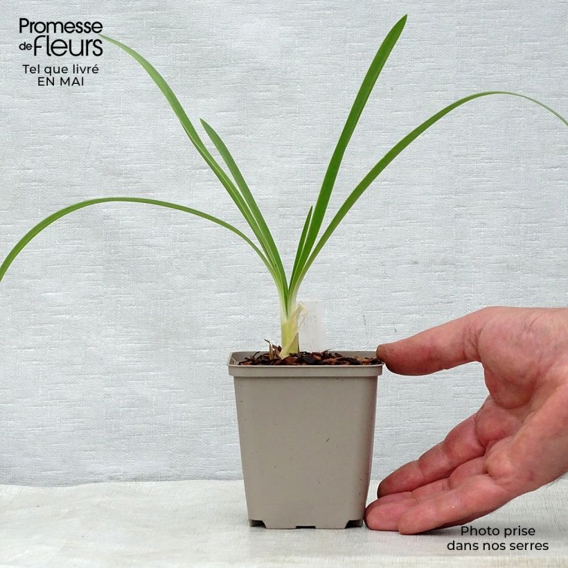 Spécimen de Agapanthe White Heaven Godet de 8/9 cm tel que livré au printemps