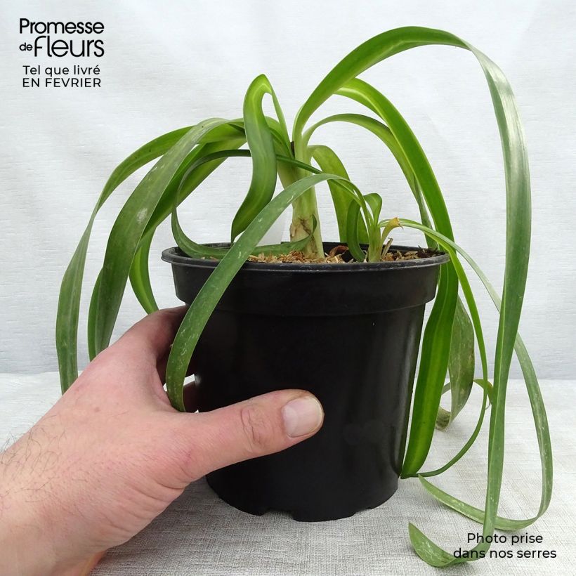 Spécimen de Agapanthe White Heaven Pot de 2L/3L tel que livré en hiver