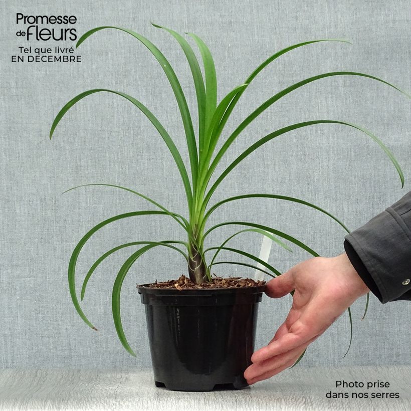 Spécimen de Agapanthe Windsor Grey Pot de 2L/3L tel que livré en hiver