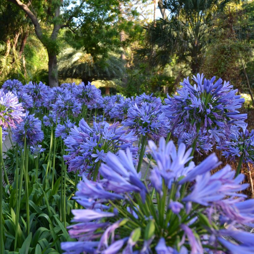Agapanthus umbellatus (Floração)