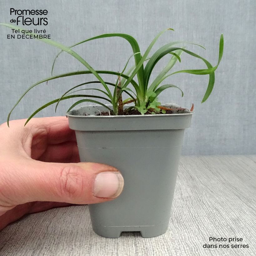 Spécimen de Agapanthe africanus (umbellatus) Albus Godet de 7/8 cm tel que livré en hiver