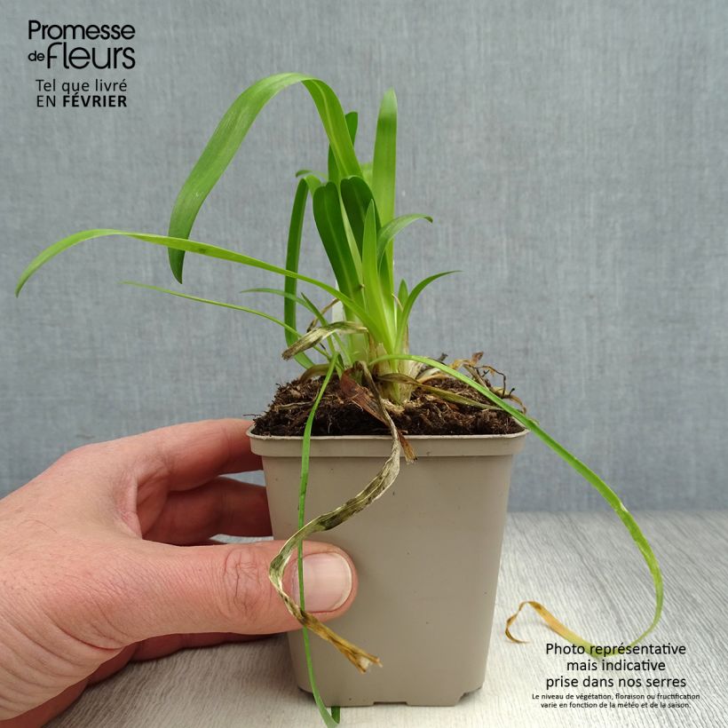 Spécimen de Agapanthe hybride Blue Thunder Godet de 8/9 cm tel que livré en hiver